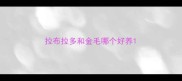 拉布拉多和金毛哪个好养