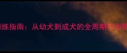 拉布拉多科学训练指南从幼犬到成犬的全周期行为矫正与技能培养