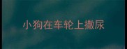 小狗在车轮上撒尿