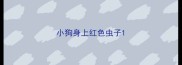 小狗身上红色虫子