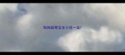 狗狗肠胃宝多少钱一盒