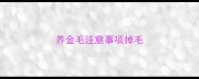 养金毛注意事项掉毛
