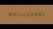 哪里可以买宠物猴