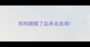 狗狗睡醒了起来走路瘸