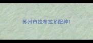 苏州市拉布拉多配种