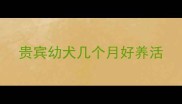 贵宾幼犬几个月好养活