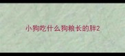 小狗吃什么狗粮长的胖