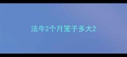 法牛2个月笼子多大