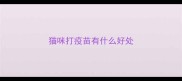 猫咪打疫苗有什么好处