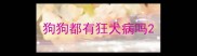 狗狗都有狂犬病吗