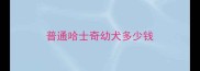 普通哈士奇幼犬多少钱