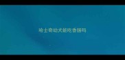 哈士奇幼犬能吃香肠吗
