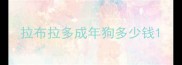 拉布拉多成年狗多少钱