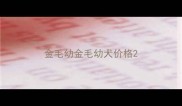 金毛幼金毛幼犬价格