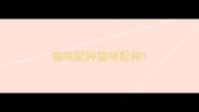 猫咪配种猫咪配种