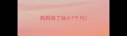 狗狗得了细小7个月