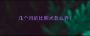 几个月的比熊犬怎么养