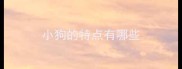 小狗的特点有哪些