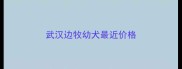 武汉边牧幼犬最近价格