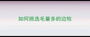 如何挑选毛量多的边牧