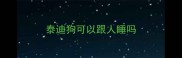 泰迪狗可以跟人睡吗