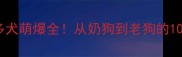 新手必看拉布拉多犬萌爆全从奶狗到老狗的100种样子都在这了