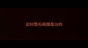 边牧黑毛根部是白的