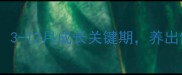 斗牛犬饲养全攻略3-12月成长关键期养出健康聪明宝宝指南