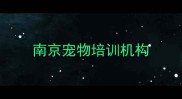 南京宠物培训机构