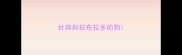 杜宾和拉布拉多的狗