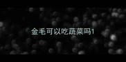 金毛可以吃蔬菜吗