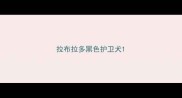 拉布拉多黑色护卫犬
