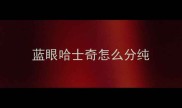 蓝眼哈士奇怎么分纯