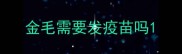金毛需要发疫苗吗