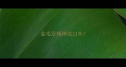 金毛没精神流口水