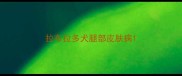 拉布拉多犬腿部皮肤病