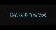 拉布拉多价格幼犬