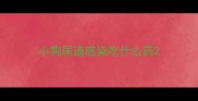 小狗尿道感染吃什么药