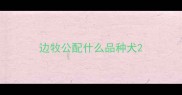 边牧公配什么品种犬