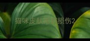 猫咪皮肤用药损伤