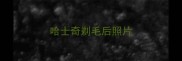 哈士奇剃毛后照片