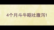 4个月斗牛呕吐腹泻