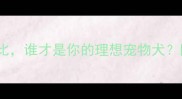 哈士奇VS金毛全面对比谁才是你的理想宠物犬附饲养指南与选购建议