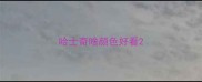 哈士奇啥颜色好看