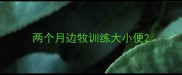 两个月边牧训练大小便