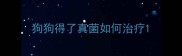 狗狗得了真菌如何治疗