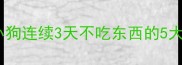 宠物紧急处理指南小狗连续3天不吃东西的5大应对方案与养护禁忌