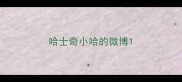 哈士奇小哈的微博