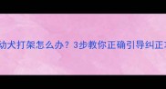 两个月大幼犬打架怎么办3步教你正确引导纠正攻击行为