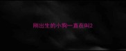 刚出生的小狗一直在叫
